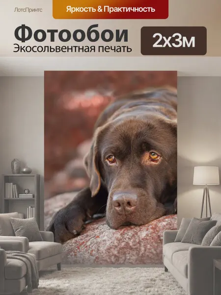 LotsPrints Фотообои "Лабрадор, собака, домашний питомец" 2x3м