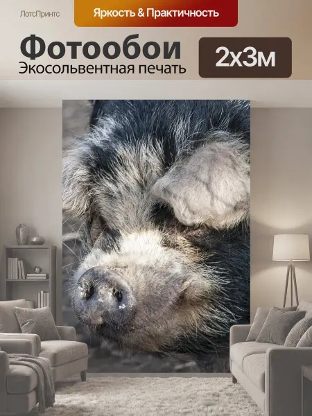 LotsPrints Фотообои "Зоопарк, свинья, животное" 2x3м