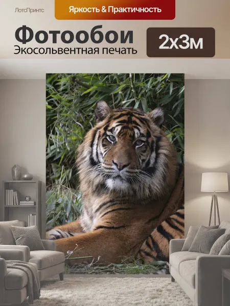 LotsPrints Фотообои "Тигр, зоопарк, животное" 2x3м