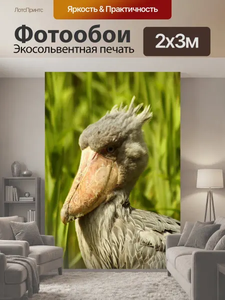 LotsPrints Фотообои "Китоглав, птица, животное" 2x3м