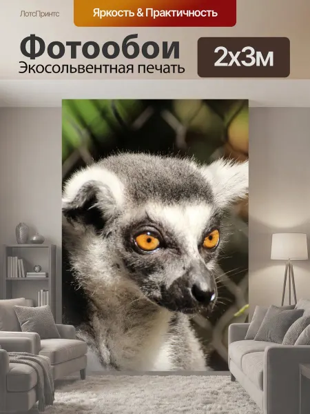 LotsPrints Фотообои "Лемуры род, животное, кошачие лемуры" 2x3м