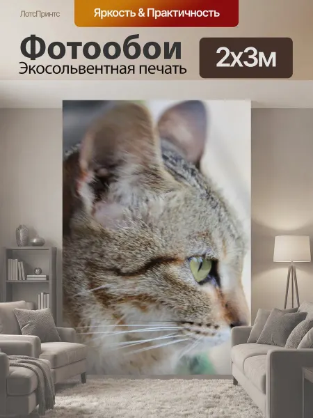 LotsPrints Фотообои "Животное, кошка, фотография" 2x3м