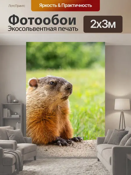 LotsPrints Фотообои "Сурок, животное, милый" 2x3м