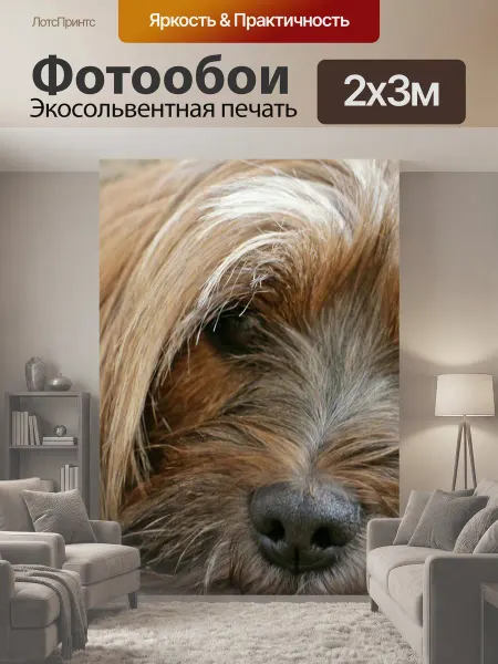 LotsPrints Фотообои "Животное, собака, тибетский терьер" 2x3м