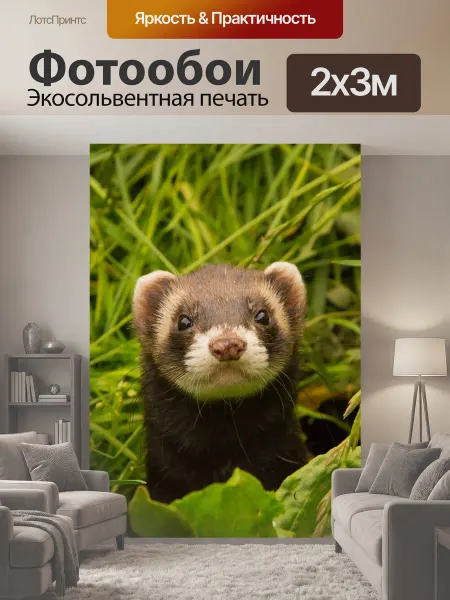LotsPrints Фотообои "Животные, хорек, забота о животных" 2x3м