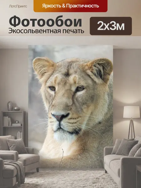 LotsPrints Фотообои "Львица, зоопарк, животные" 2x3м