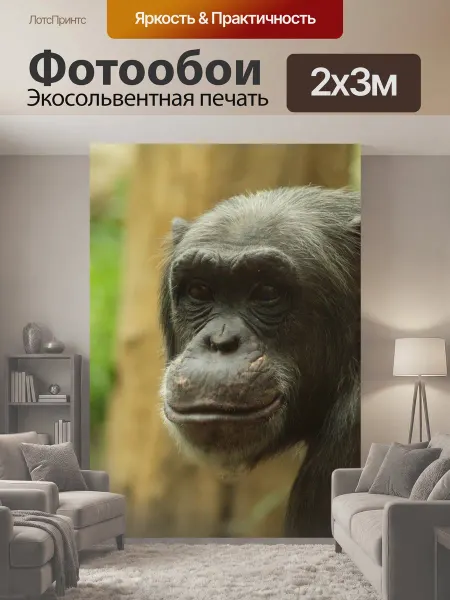 LotsPrints Фотообои "Обезьяна, шимпанзе, зоопарк" 2x3м