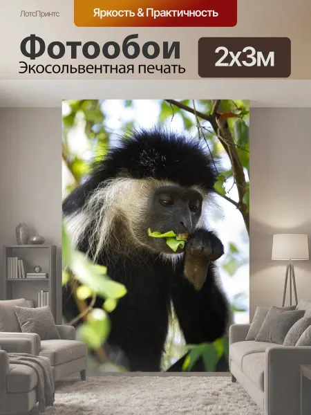 LotsPrints Фотообои "Колобус, обезьяна, мантийная обезьяна" 2x3м