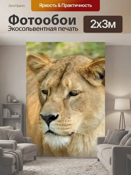 LotsPrints Фотообои "Львица, кот, хищник" 2x3м