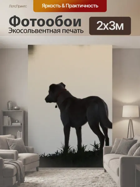 LotsPrints Фотообои "Собака, лаборатория, лабрадор" 2x3м