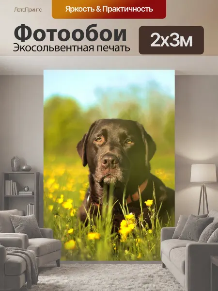LotsPrints Фотообои "Лабрадор, собака, цветочный луг" 2x3м