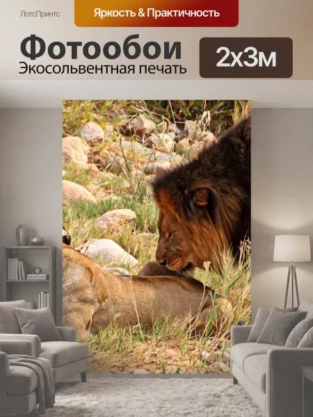 LotsPrints Фотообои "Лев, львица, мало" 2x3м