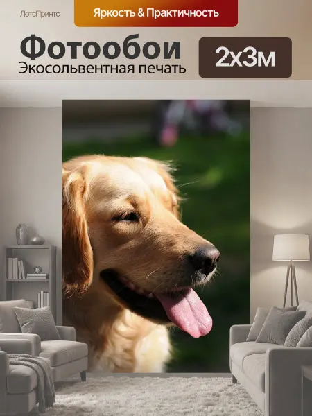LotsPrints Фотообои "Золотистый ретривер, собака, счастливый" 2x3м