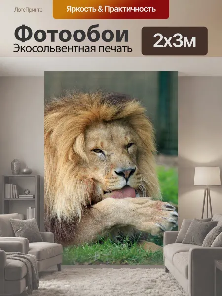 LotsPrints Фотообои "Лев лижет Paw Мужчина Лев крупным планом." 2x3м