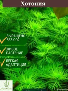 Хотония палюстрис. Живое аквариумное растение