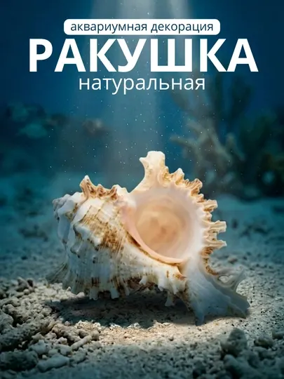 Натуральные ракушки, большие, 1 кг, аквариумные декорации