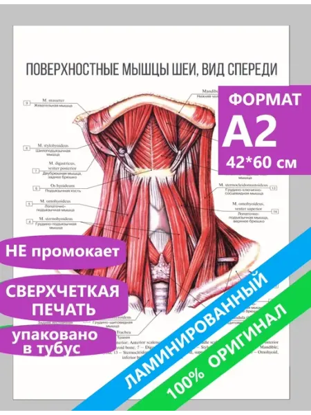 MAJIVVI HOME Постеры А2 по анатомии Поверхностные мышцы шеи