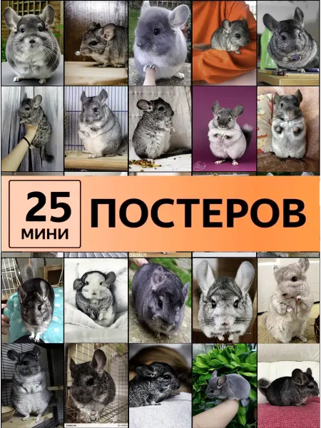 LMS Home постеры Карточки с животными Шиншиллы
