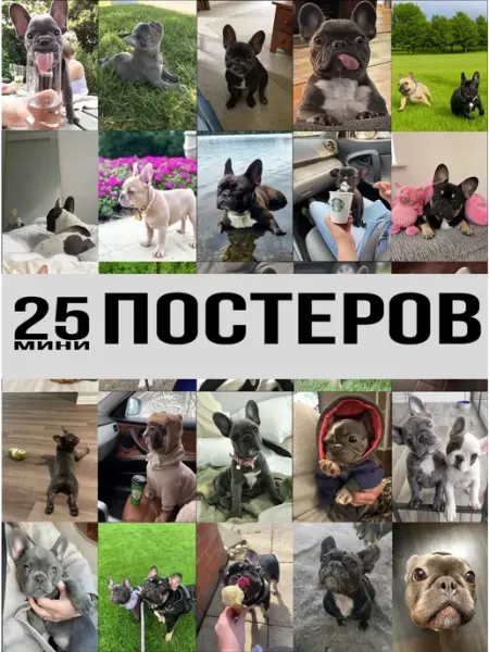 Pank.serg постеры Французский бульдог Карточки