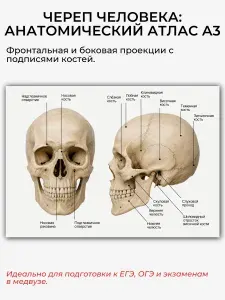 Череп человека А3, анатомический плакат с названиями костей, для школы и вуза, матовая бумага