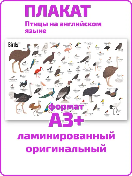 Квинг Птицы на английском языке обучающий плакат А3 ламинированный