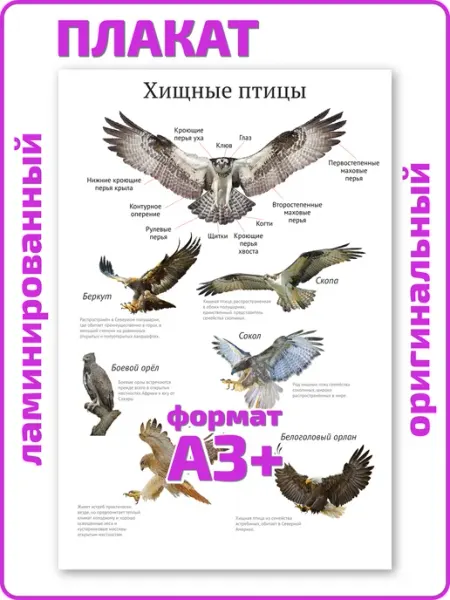 Квинг Хищные птицы для детей обучающий плакат А3 ламинированный