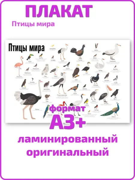 Квинг Птицы мира обучающий формат для плакат А3 ламинированный