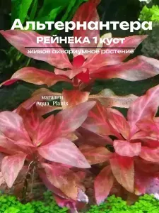 Альтернантера Рейнека (3 ветки) - Alternanthera reineckii. Живое аквариумное растение.