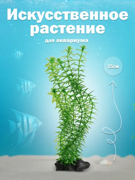 Tetra. Растение для аквариума "Анахарис", высота - 15 см