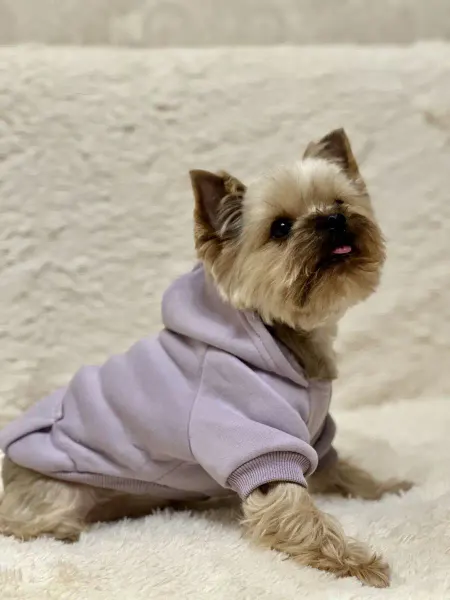 BrandShop Толстовка для животных,собак, кошек, худи для собак и кошек