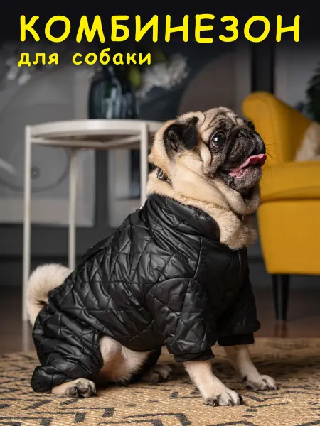 DOGshop Одежда для собак мелких пород
