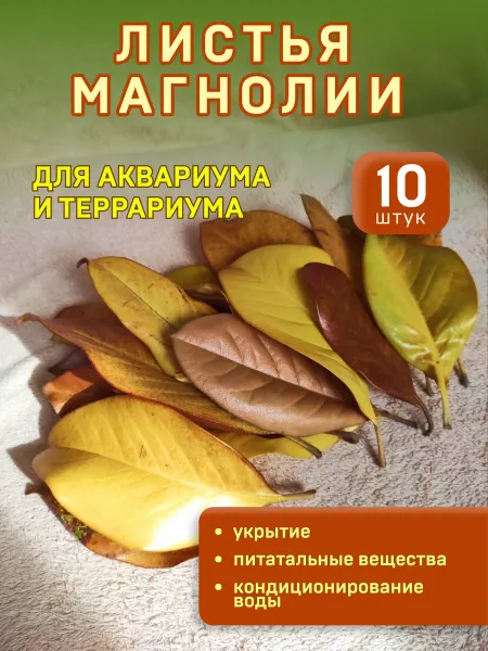 Ms.Dranica листья магнолии натуральные 10 штук
