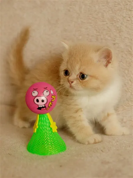 Japan Premium Pet Игрушка пружинка для кошек