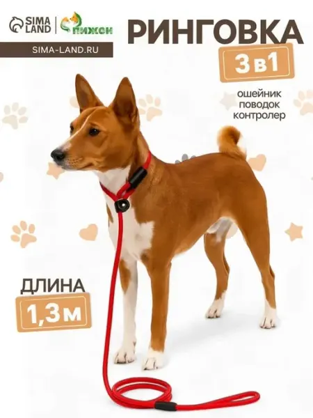 Яркий поводок для выставок и прогулок