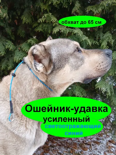 Усиленный ошейник-удавка для крупных и средних собак