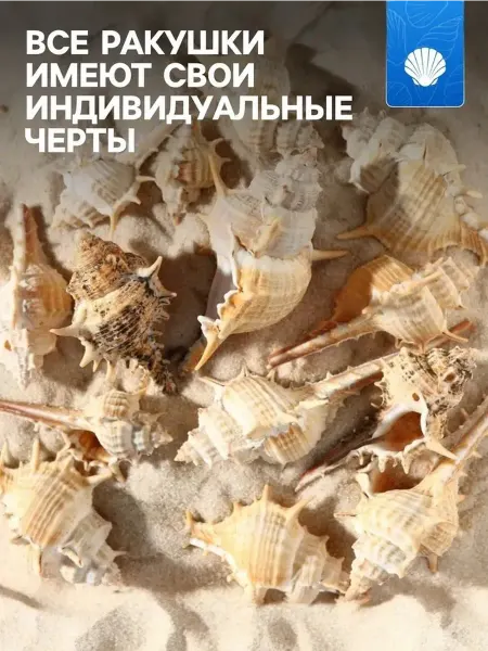 Уникальный набор ракушек для аквариума