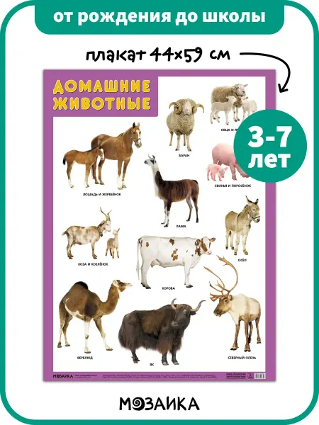 Posters X Развивающий плакат на стену для детей, домашние животные 3+