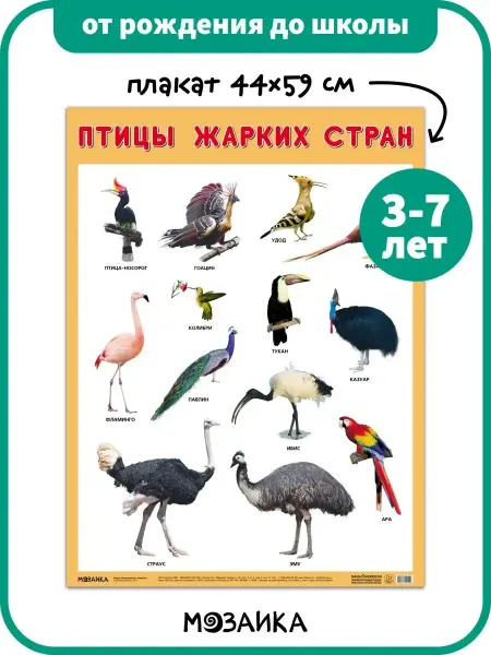 Posters X Развивающий плакат на стену для детей, птицы жарких стран 3+