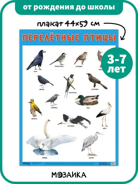 Posters X Развивающий плакат на стену для детей, птицы 3+