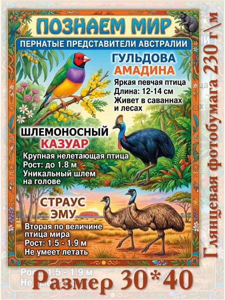 Постер 30*40 Познаем мир Животные Австралии
