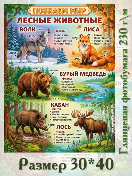 Постер 30*40 Познаем мир Лесные животные