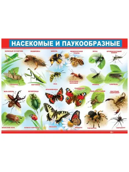 ФДА.card Плакат "Насекомые и паукообразные"