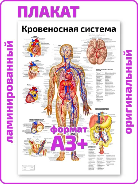 Квинг Кровеносная система анатомический плакат А3 ламинированный