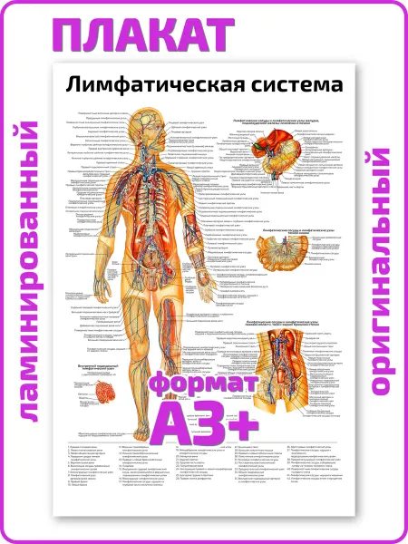 Квинг Лимфатическая система анатомический плакат А3 ламинированный