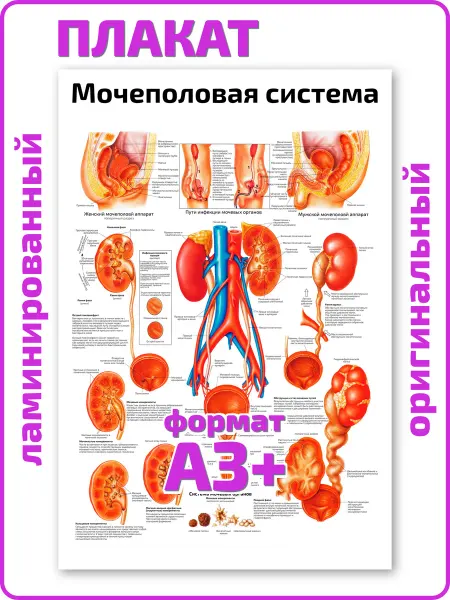 Квинг Мочеполовая система анатомический плакат А3 ламинированный