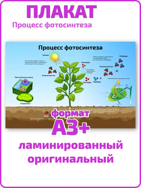 Квинг Процесс фотосинтеза по биологии плакат А3 ламинированный