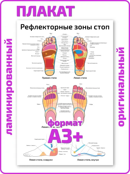 Квинг Рефлекторные зоны стоп человека плакат А3 ламинированный