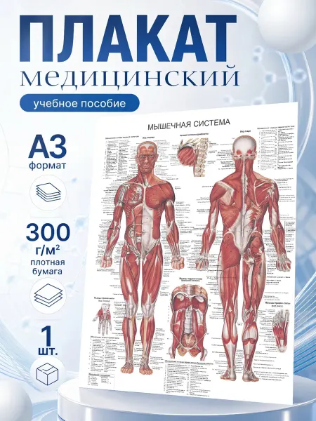 Полиграфия для тебя Плакат медицинский "Мышечная система" А3
