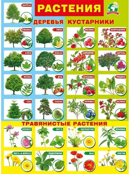 ТМ Мир поздравлений Плакат "Растения"