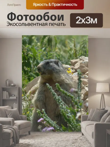 LotsPrints Фотообои "Альпийский сурок, животное, marmota marmota" 2x3м